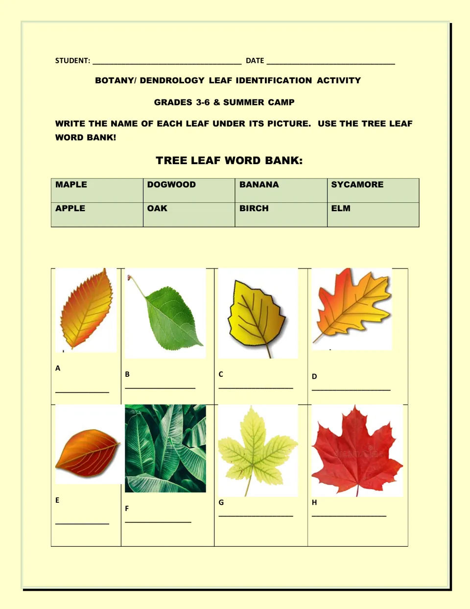 Tree leaf identification: students label 8 leaf photos A-H using a word bank of maple, oak, birch, elm and 4 more trees