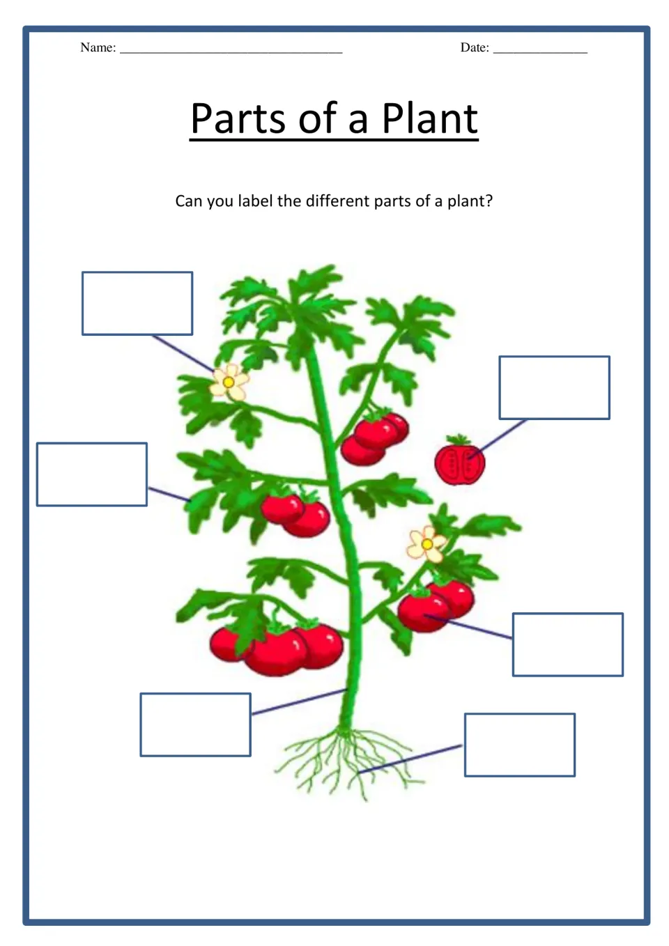 Parts of a plant diagram labeling: students write 6 labels on a tomato plant, from its flower and fruit to its roots