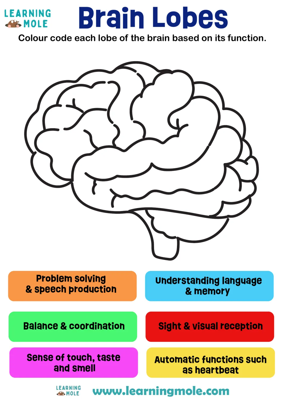 Brain lobes by function: students colour-code a brain outline using a key of six functions, such as sight and balance