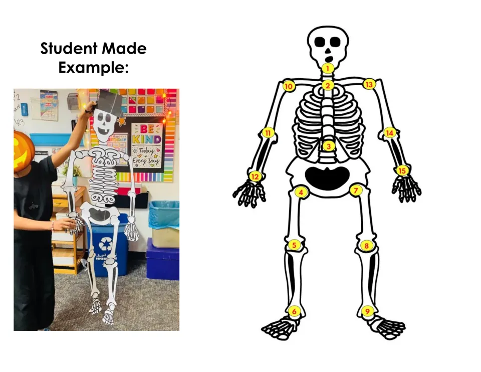 Skeleton assembly reference pairs a student-made craft example with a diagram numbered 1–15 at connections.