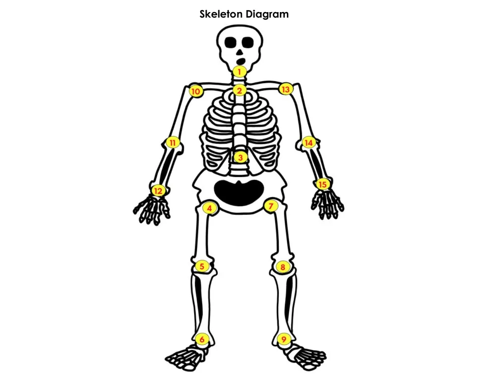 Skeleton Diagram shows the complete craft upright, with numbered connections 1–15 for matching the parts.