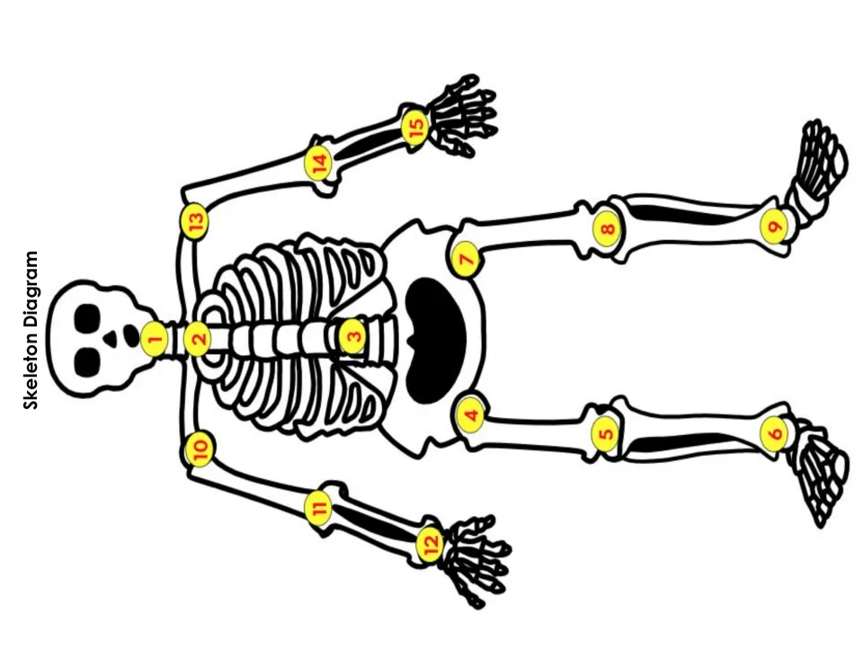Skeleton assembly diagram is shown sideways, with connection numbers 1–15 marking where craft parts join.