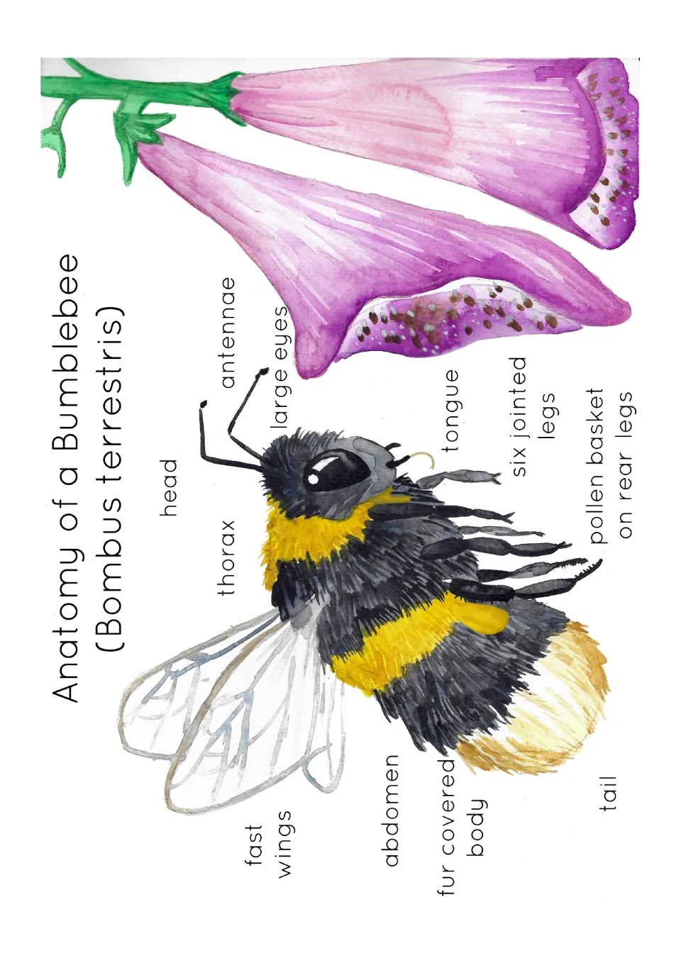 Bumblebee anatomy poster labeling the head, thorax, abdomen, antennae, wings, legs, tongue, and pollen basket