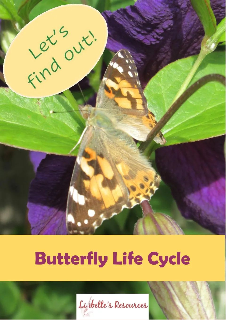 Butterfly Life Cycle cover: an orange and brown butterfly on purple flowers under a "Let's find out!" speech bubble