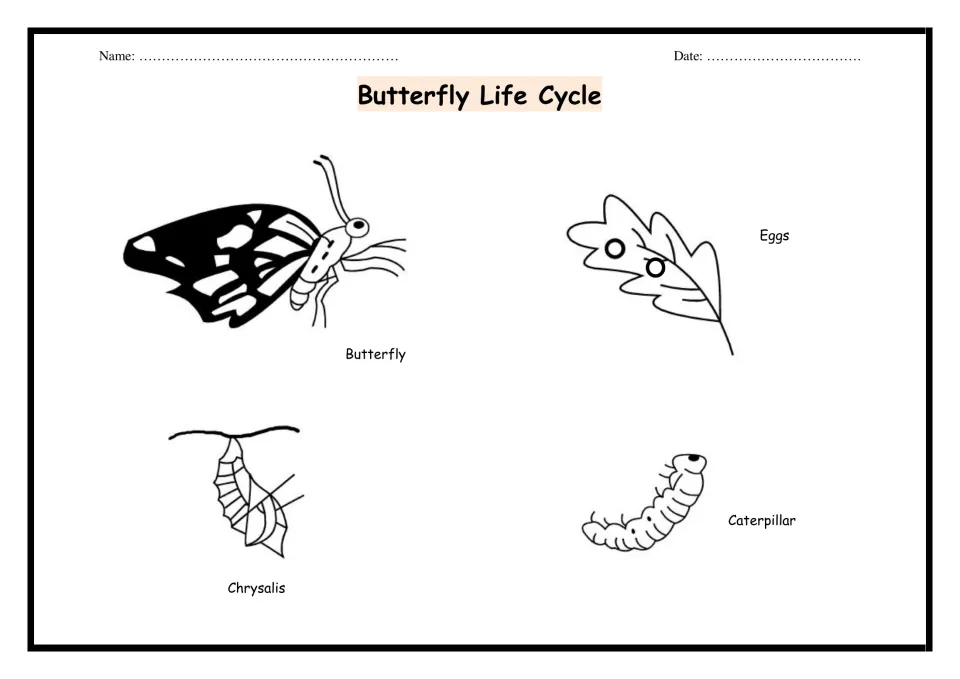 Butterfly Life Cycle: labeled drawings of eggs on a leaf, caterpillar, chrysalis and adult butterfly for students to study