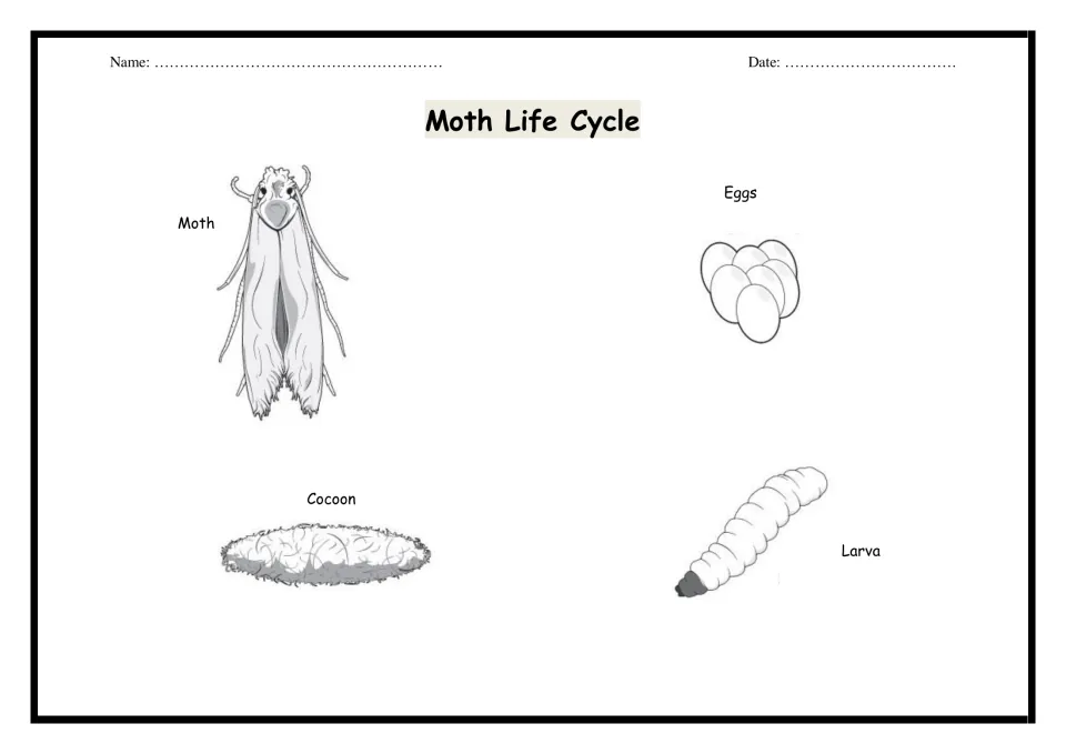 Moth Life Cycle: labeled drawings of a cluster of eggs, larva, cocoon and adult moth showing each stage of development