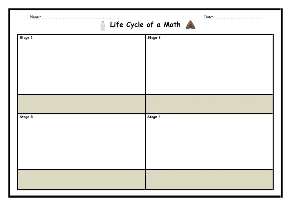 Life Cycle of a Moth: students sequence the four moth stages by drawing and naming each one from Stage 1 to Stage 4