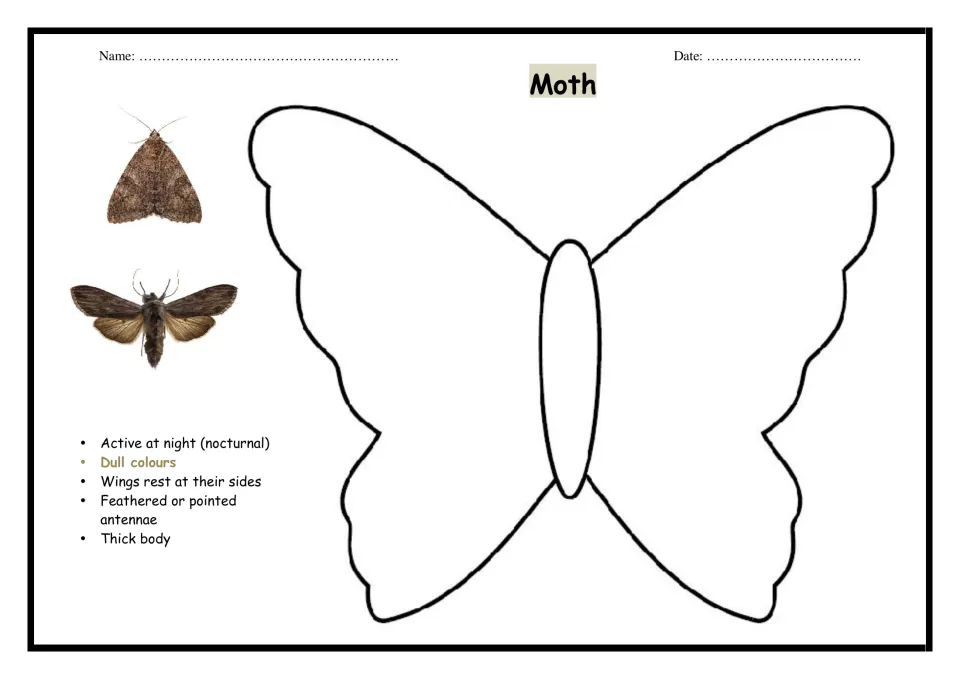 Moth features: nocturnal, dull colours, wings at sides, feathered or pointed antennae, thick body, beside a blank outline