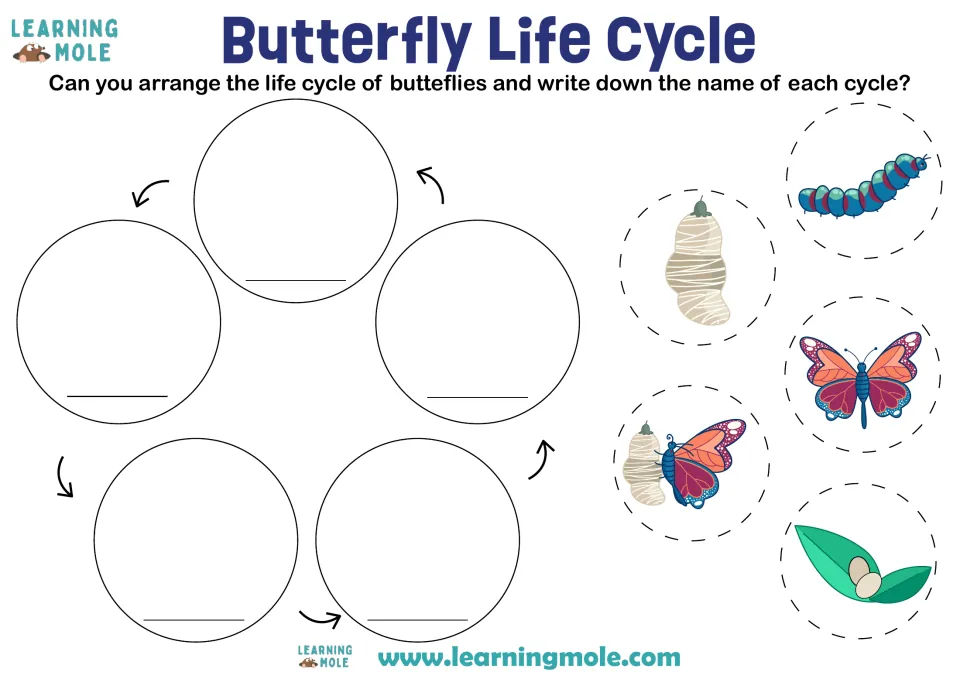 Butterfly life cycle sequencing: students cut out egg, caterpillar, chrysalis and butterfly, order and name each stage