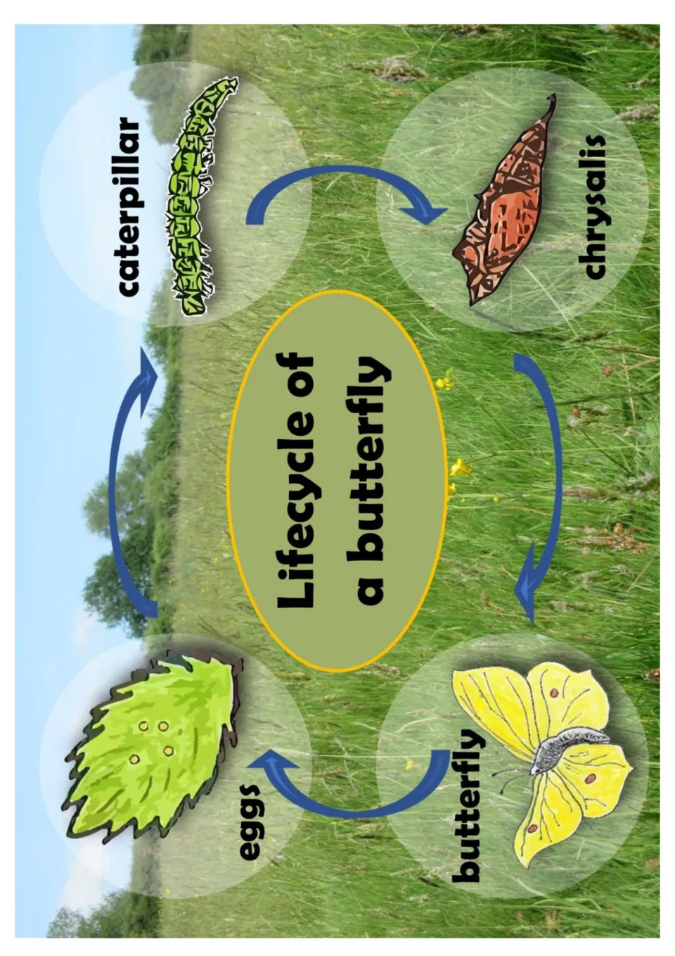 Butterfly life cycle poster: eggs on a leaf, caterpillar, chrysalis and butterfly linked by arrows around a meadow photo