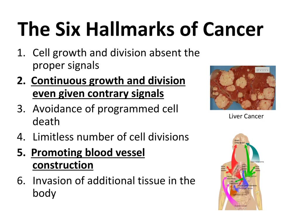 Six hallmarks slide lists uncontrolled division, avoidance of cell death, blood vessel growth, and invasion