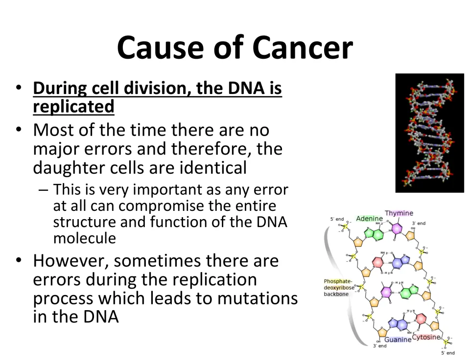 Cancer causes slide explains DNA replication during cell division and errors that lead to DNA mutations