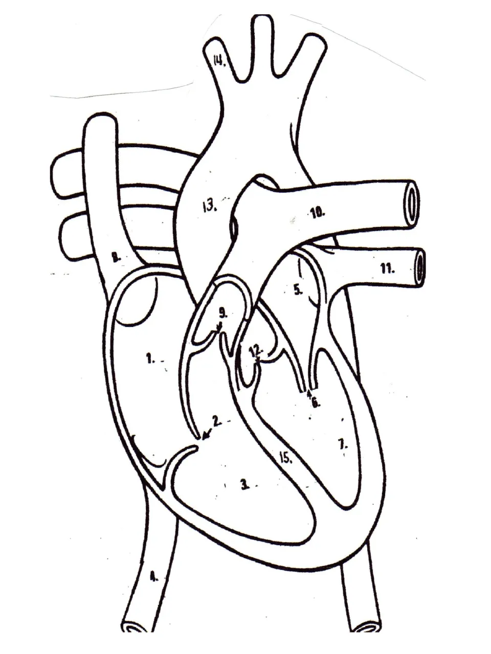 Heart diagram labeling: students identify 15 numbered parts of the heart, including chambers, valves and major vessels
