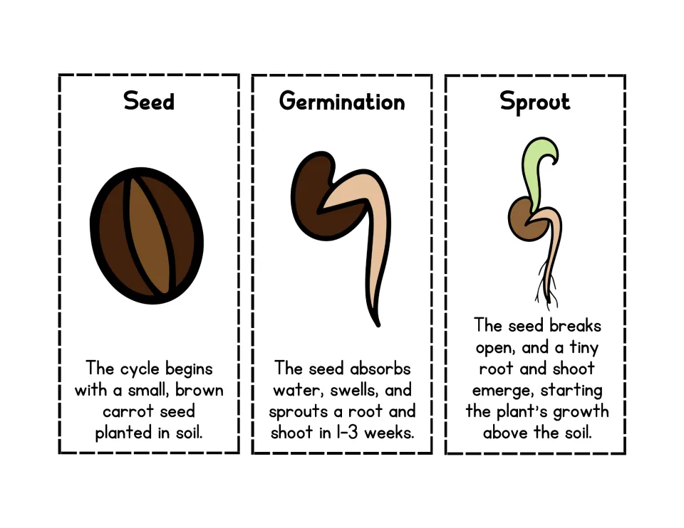 Carrot life cycle in color: seed, germination and sprout cards with pictures and facts for students to cut and sequence