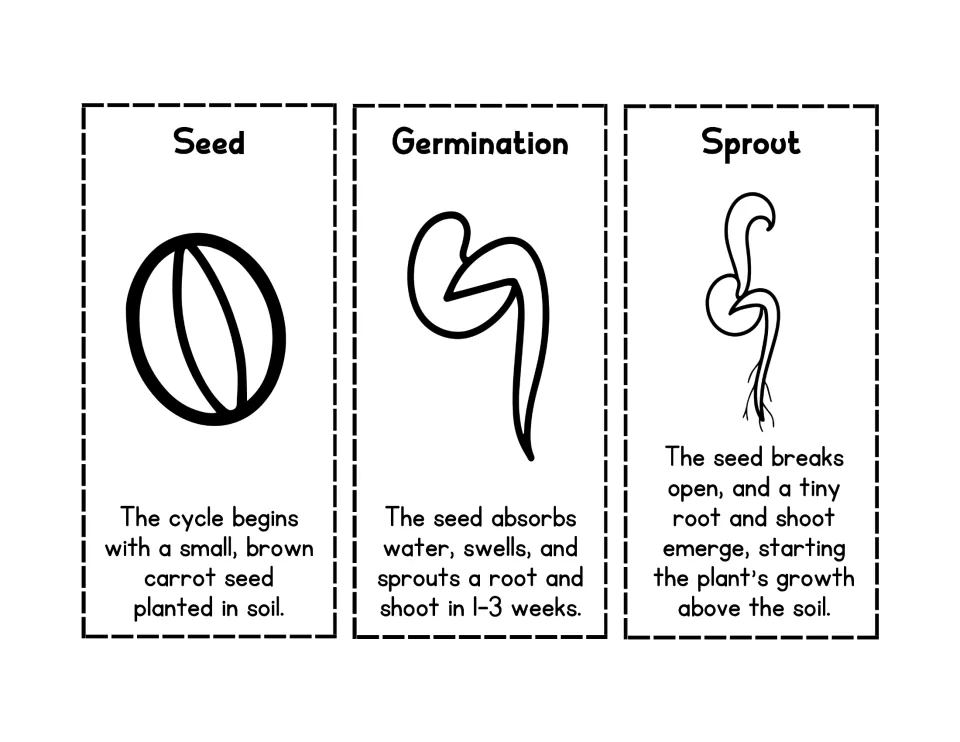 Seed, germination and sprout cards in black and white: students color, cut and glue each early carrot growth stage in order