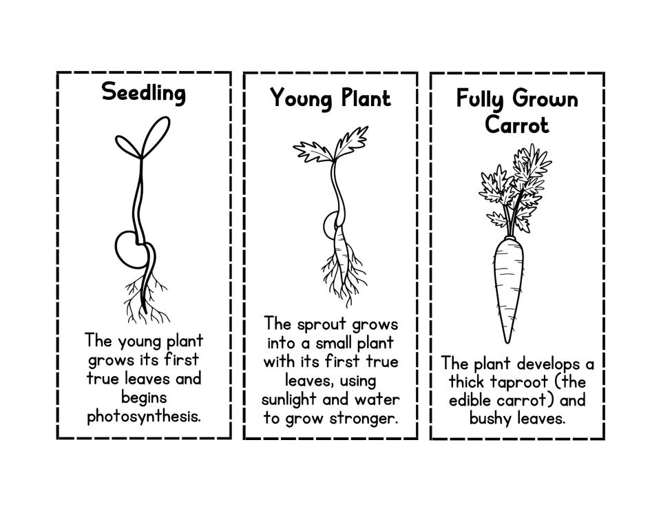 Seedling, young plant and fully grown carrot cards in line art for students to color, cut out and place last in sequence