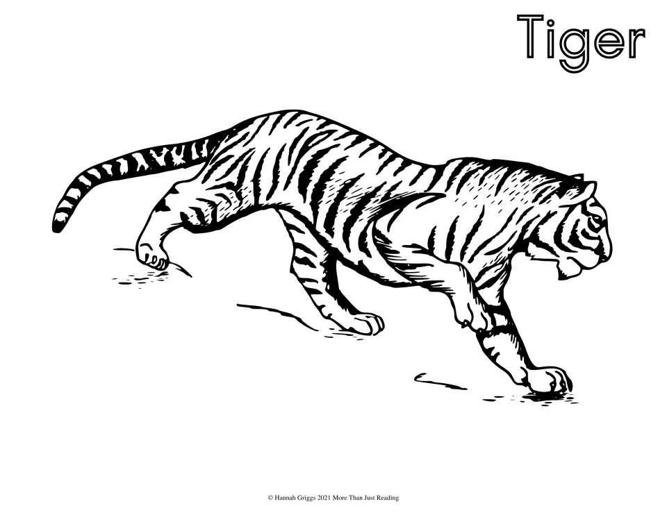 Tiger coloring page: students color a striped tiger crouching low and stalking to the right, with bubble-letter title