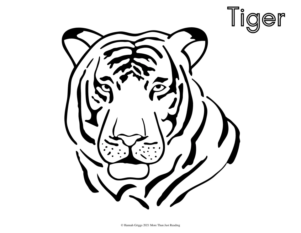 Tiger face coloring page: students color a bold close-up of a striped tiger's head looking straight ahead