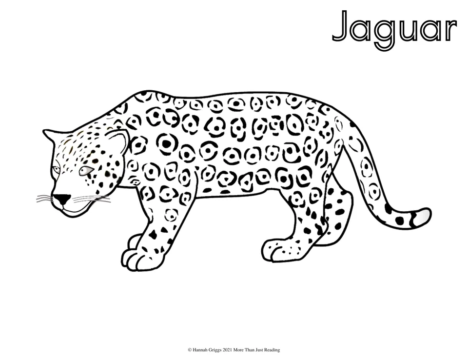 Jaguar coloring page: students color a jaguar with large ringed rosettes and whiskers, prowling to the left