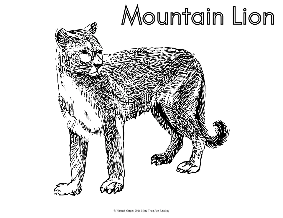 Mountain Lion coloring page: students color a sketched cougar standing and glancing back over its shoulder