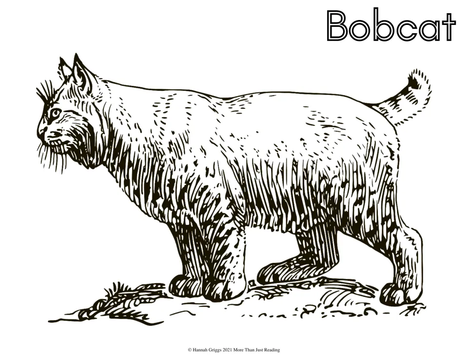Bobcat coloring page: students color a sketched bobcat with tufted ears and short tail walking on rocky ground
