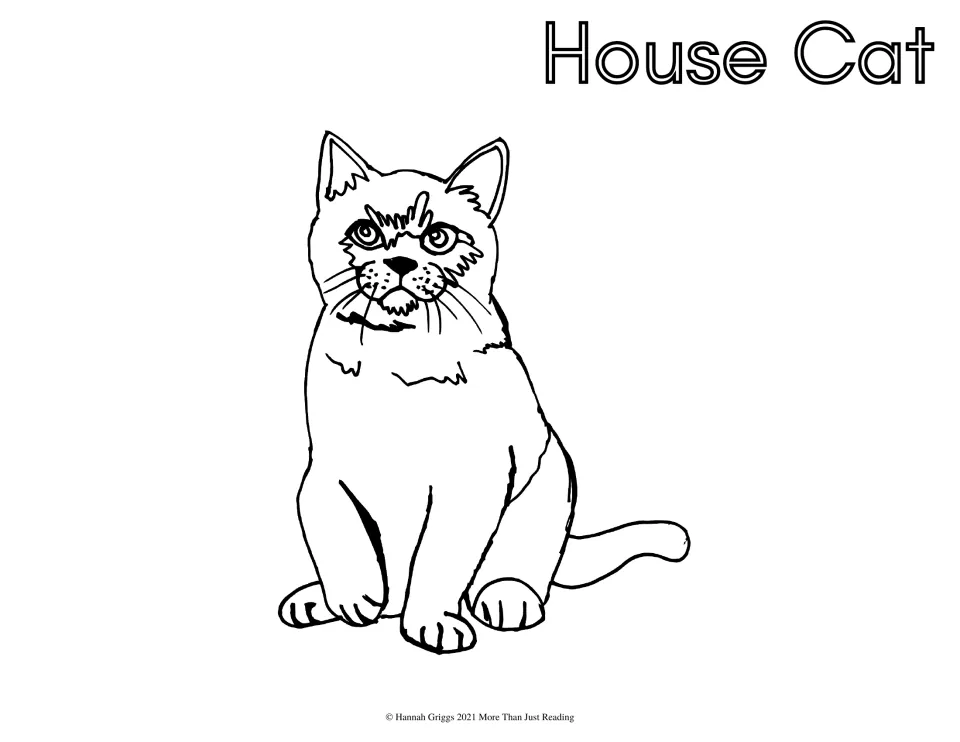 House Cat coloring page: students color a sitting pet cat with big round eyes and whiskers, labeled in outline letters
