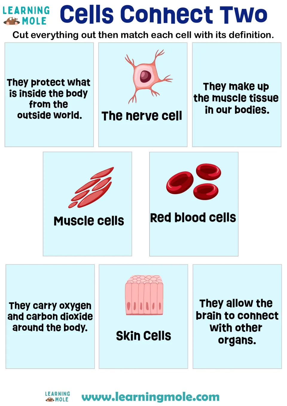Cell types matching: students cut out cards and match nerve, muscle, red blood and skin cells to their definitions