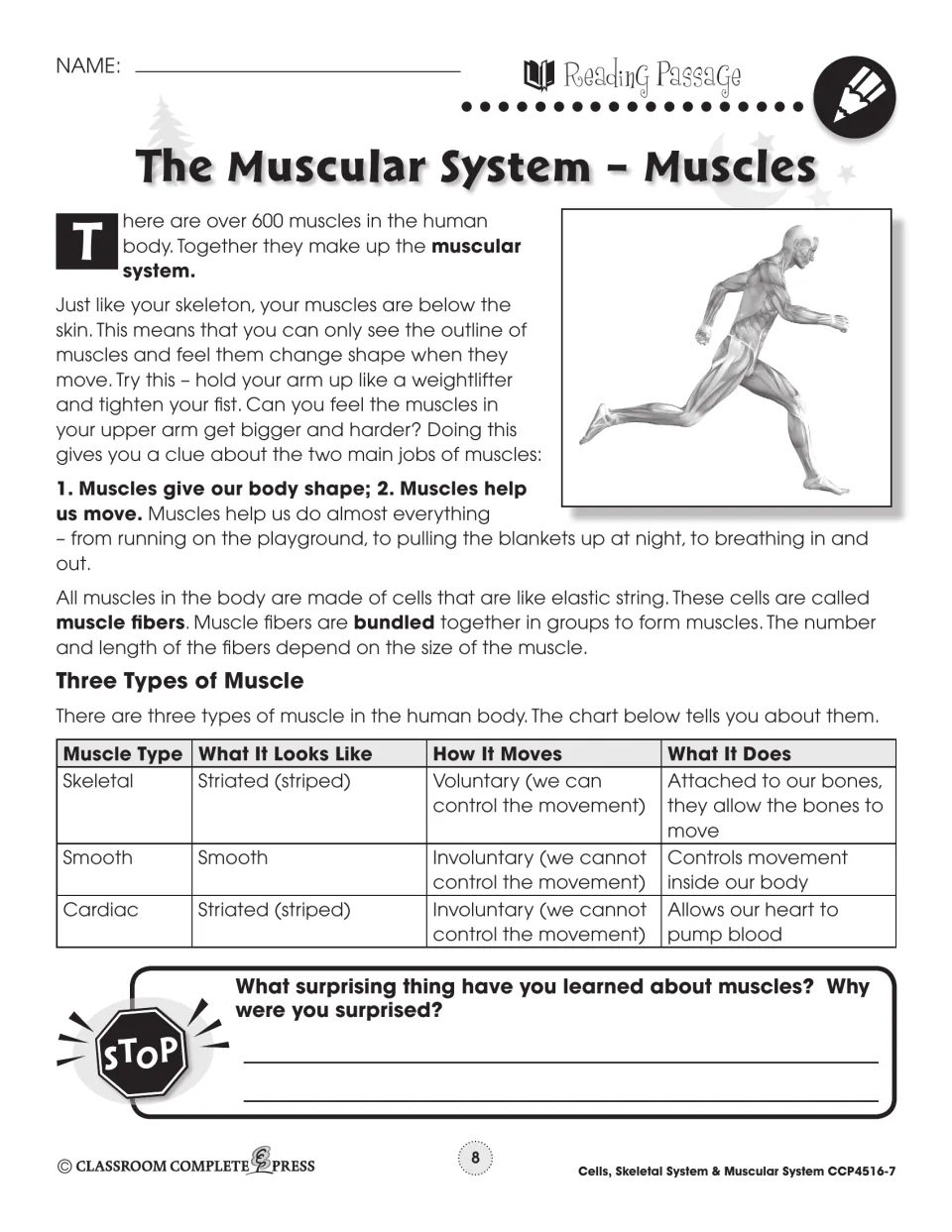 Reading on muscles: over 600 muscles, muscle fibers, and a chart comparing skeletal, smooth and cardiac muscle types