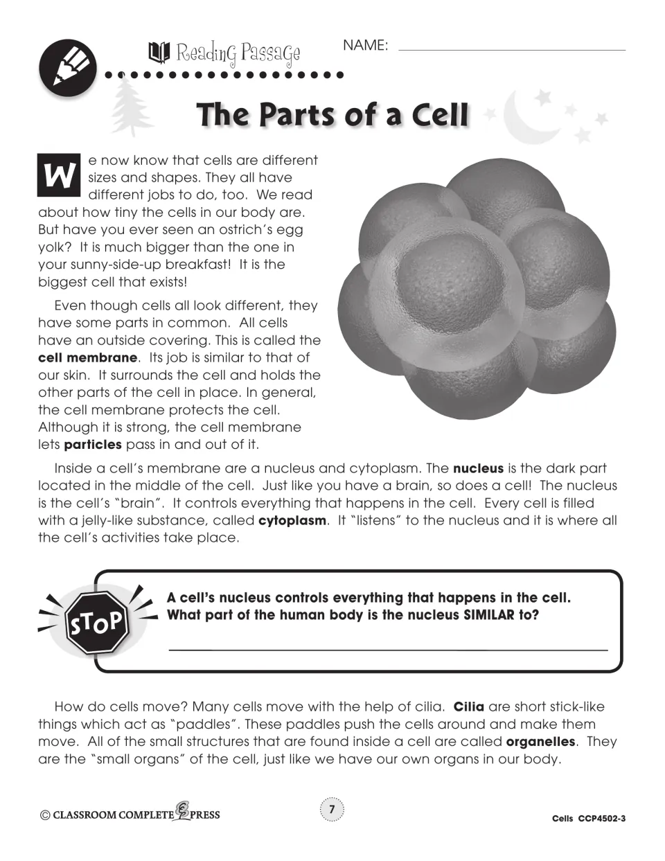 Reading passage on cell parts: cell membrane, nucleus as the cell's 'brain', cytoplasm, cilia and organelles
