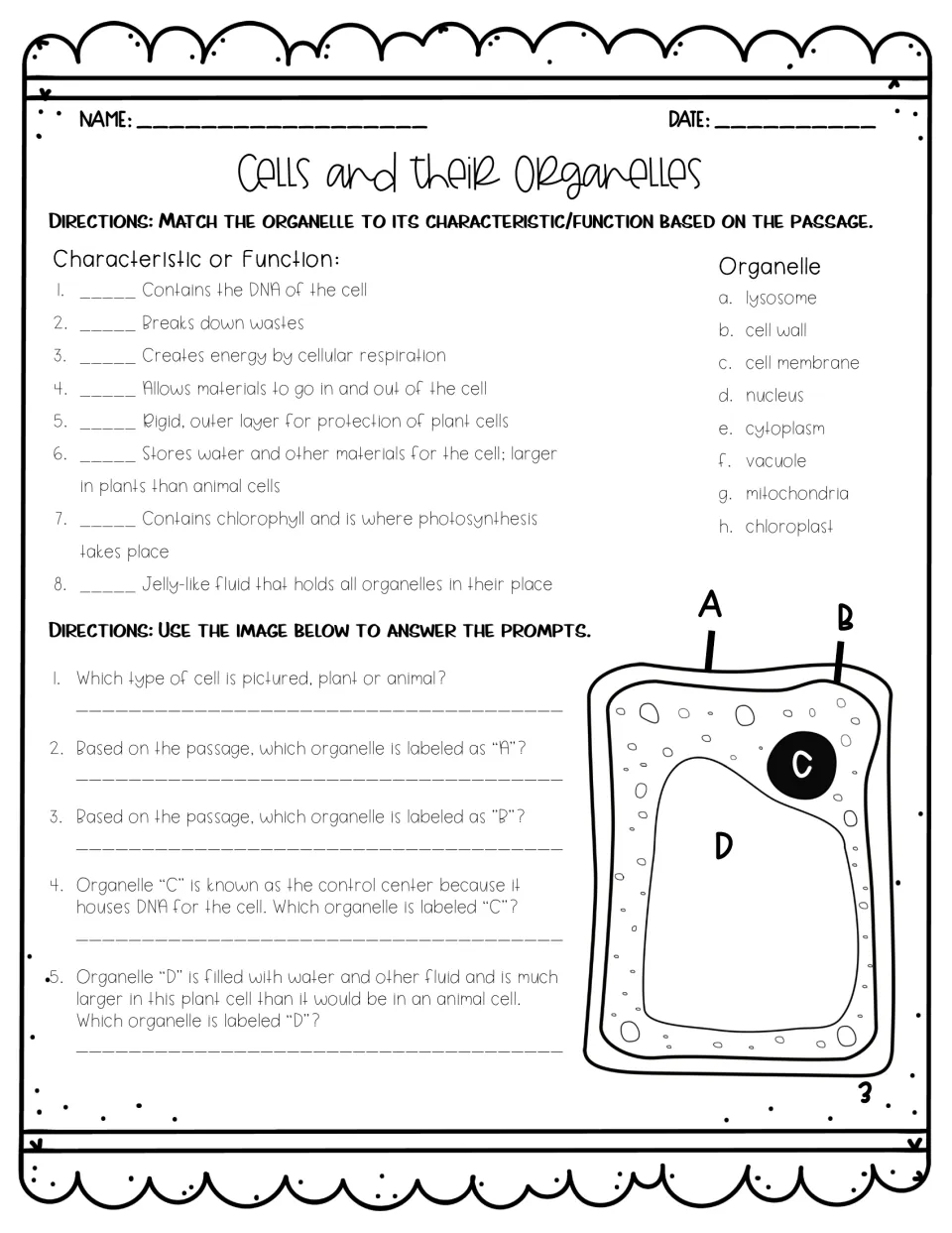 Organelle matching and diagram: students match 8 functions to organelles, then name parts A to D on a labelled plant cell