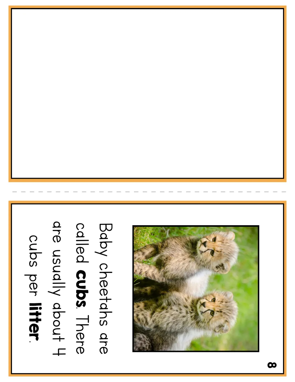 Booklet page 8 explains that baby cheetahs are called cubs and usually number about four per litter