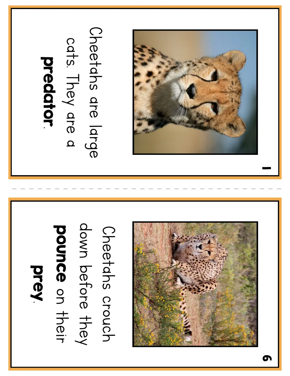 Booklet pages 1 and 6 introduce cheetahs as large cats and predators, then describe crouching to pounce on prey