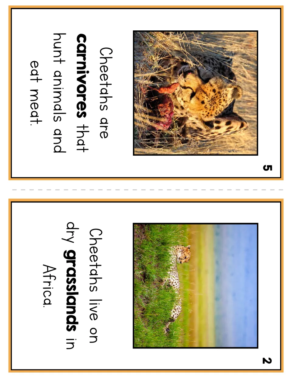 Booklet pages 5 and 2 explain that cheetahs are meat-eating carnivores and live on dry grasslands in Africa