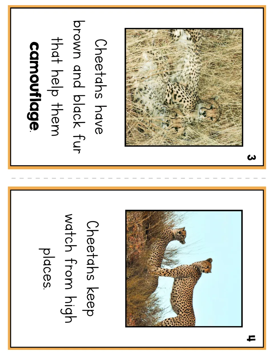 Booklet pages 3 and 4 explain how brown and black fur provides camouflage and cheetahs watch from high places