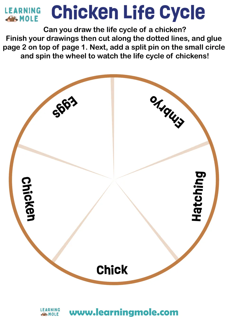 Chicken life cycle wheel: students draw each stage in five sections labeled eggs, embryo, hatching, chick and chicken