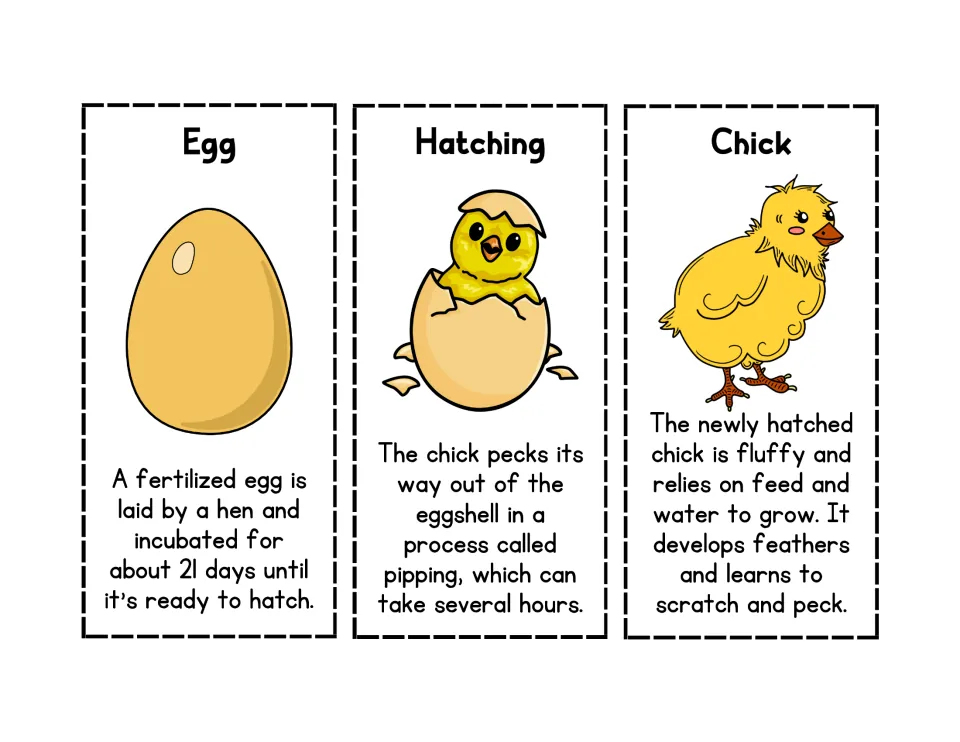 Color chicken life cycle cards for Egg, Hatching, and Chick, explaining incubation, pipping, and growth
