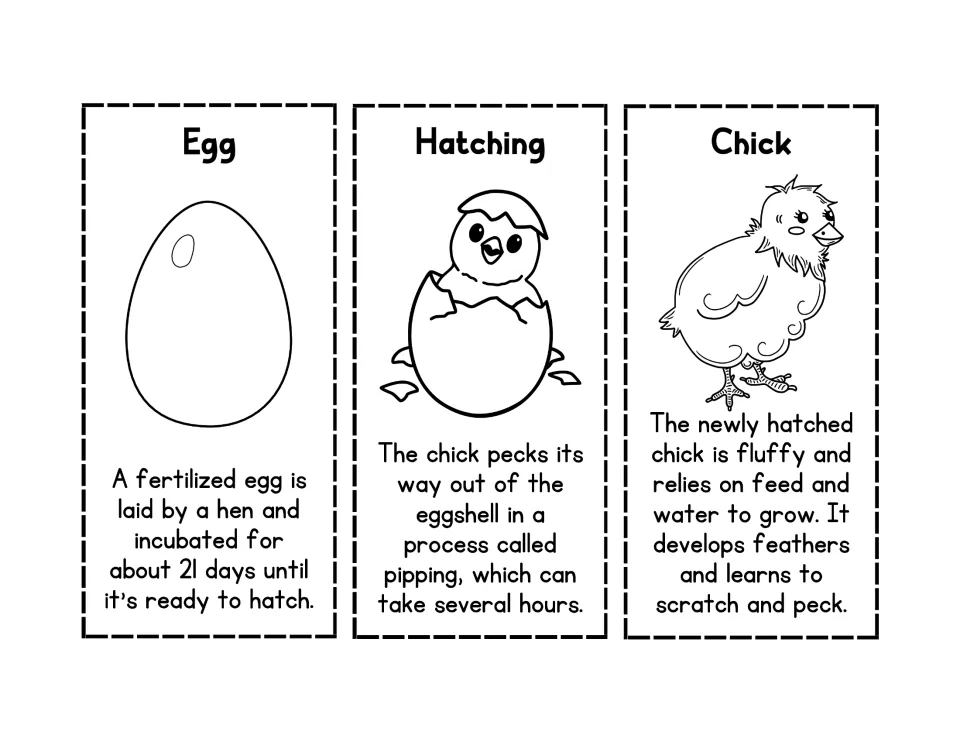 Black-and-white chicken life cycle cards for Egg, Hatching, and Chick, with stage facts and pictures to color
