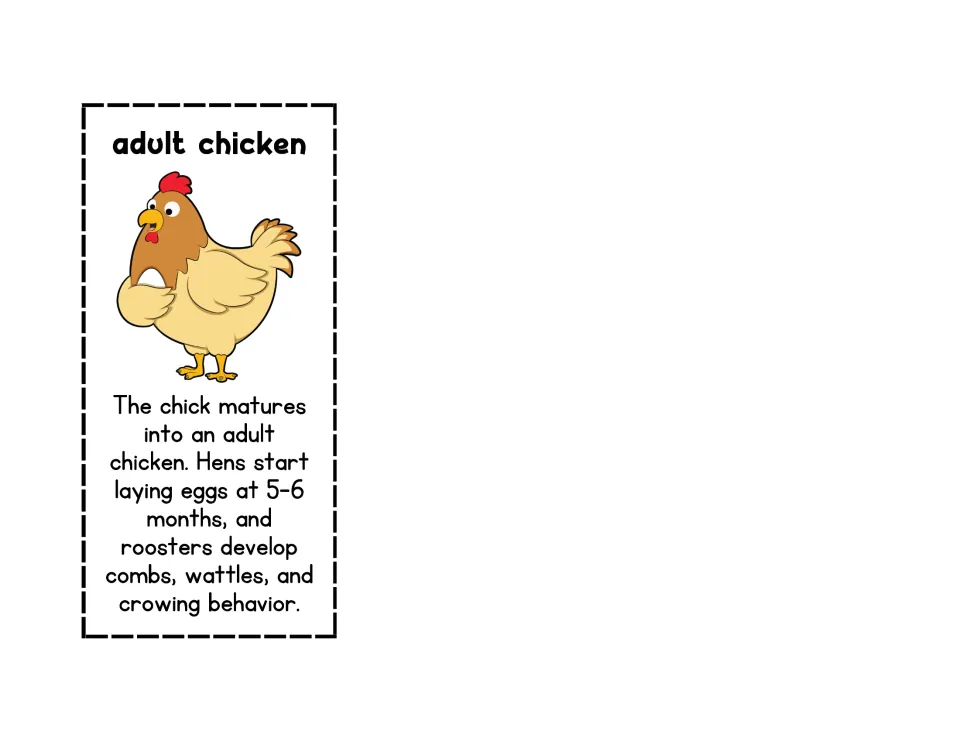 Color adult chicken card for the foldable, describing maturity, egg laying at 5–6 months, and rooster behavior