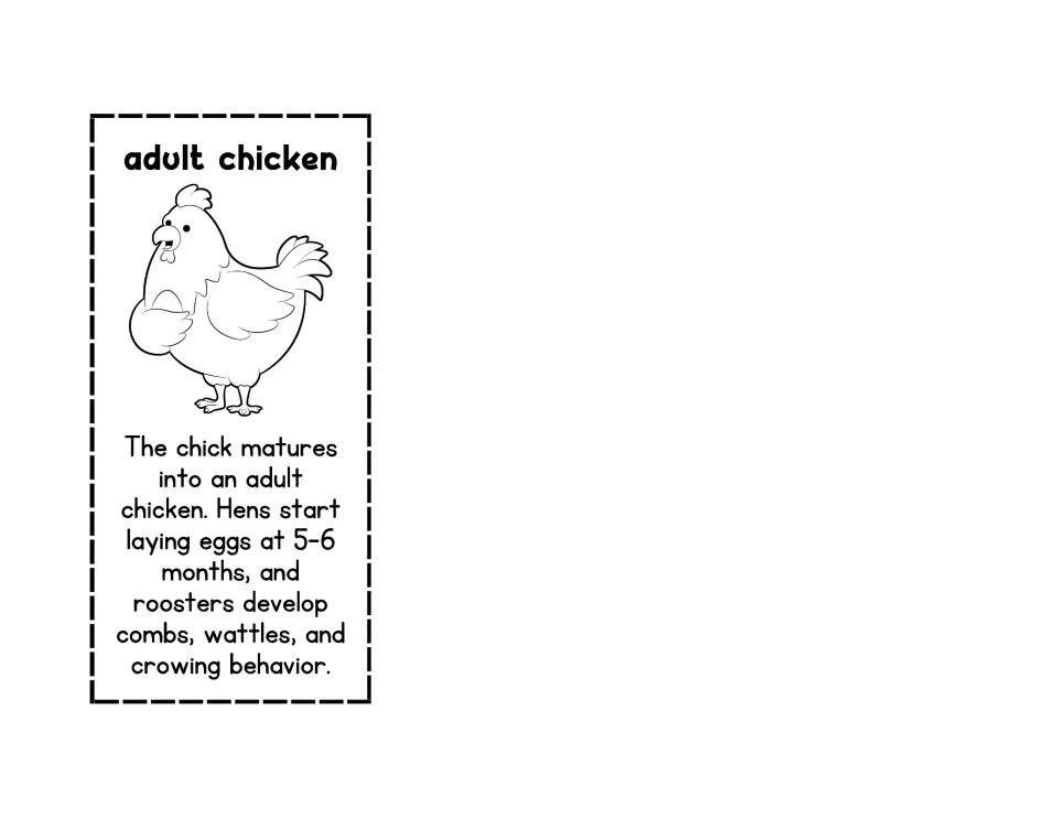 Black-and-white adult chicken card for the foldable, with facts about egg laying and rooster development