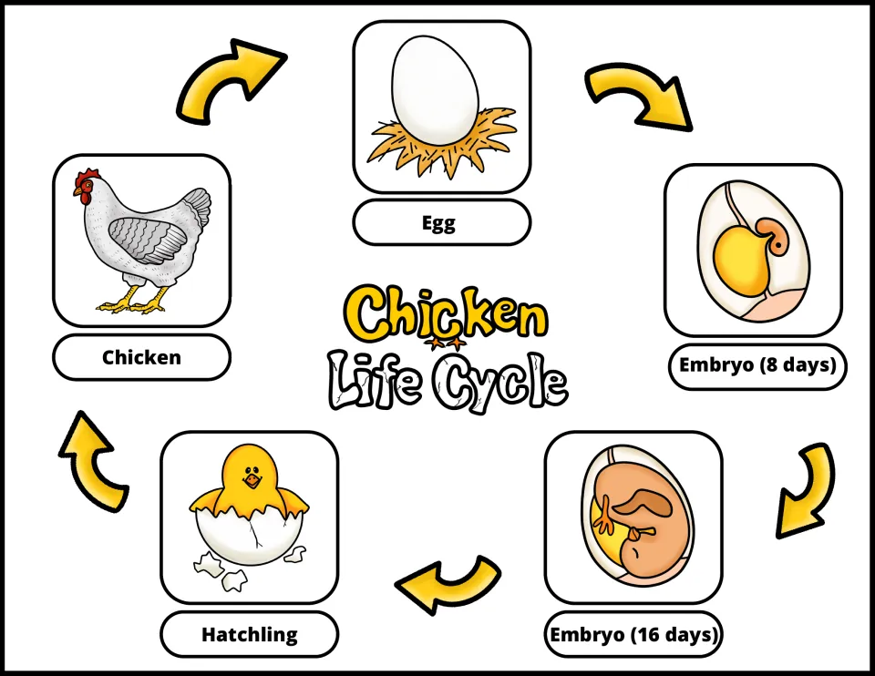Color chicken life cycle diagram showing egg, embryo at 8 days, embryo at 16 days, hatchling, and chicken