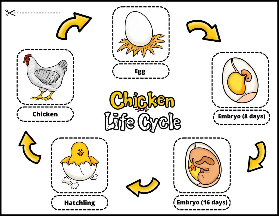 Color chicken life cycle cutouts showing egg, embryos at 8 and 16 days, hatchling, and chicken with labels