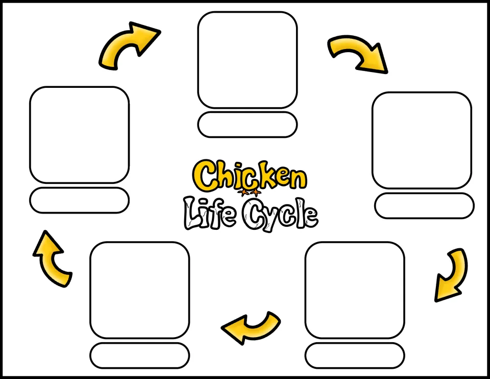 Blank chicken life cycle sequencing worksheet for five stage pictures and labels, with yellow arrows