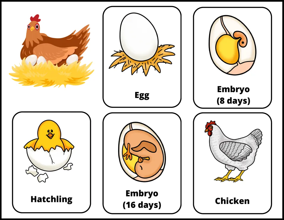 Five color chicken life cycle flashcards: egg, embryo at 8 days, embryo at 16 days, hatchling, and chicken