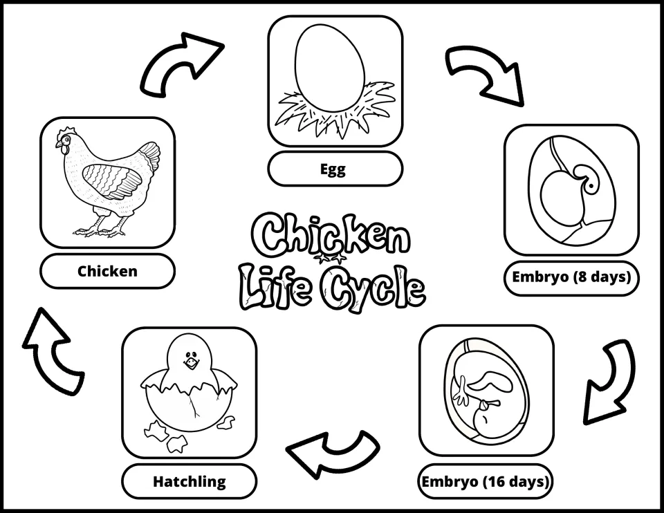 Black-and-white chicken life cycle diagram: egg, embryos at 8 and 16 days, hatchling, and chicken