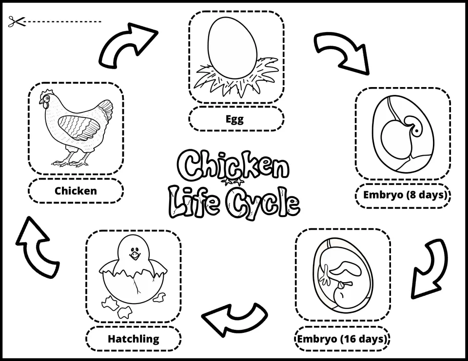 Black-and-white chicken life cycle cutouts: egg, embryos at 8 and 16 days, hatchling, and chicken