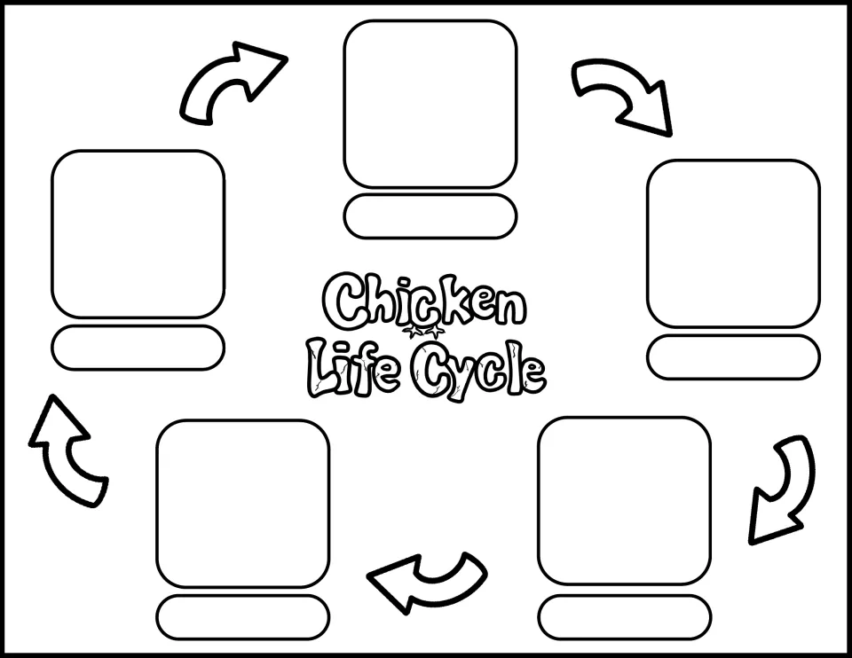 Blank black-and-white chicken life cycle sequencing worksheet for adding five stage pictures and labels