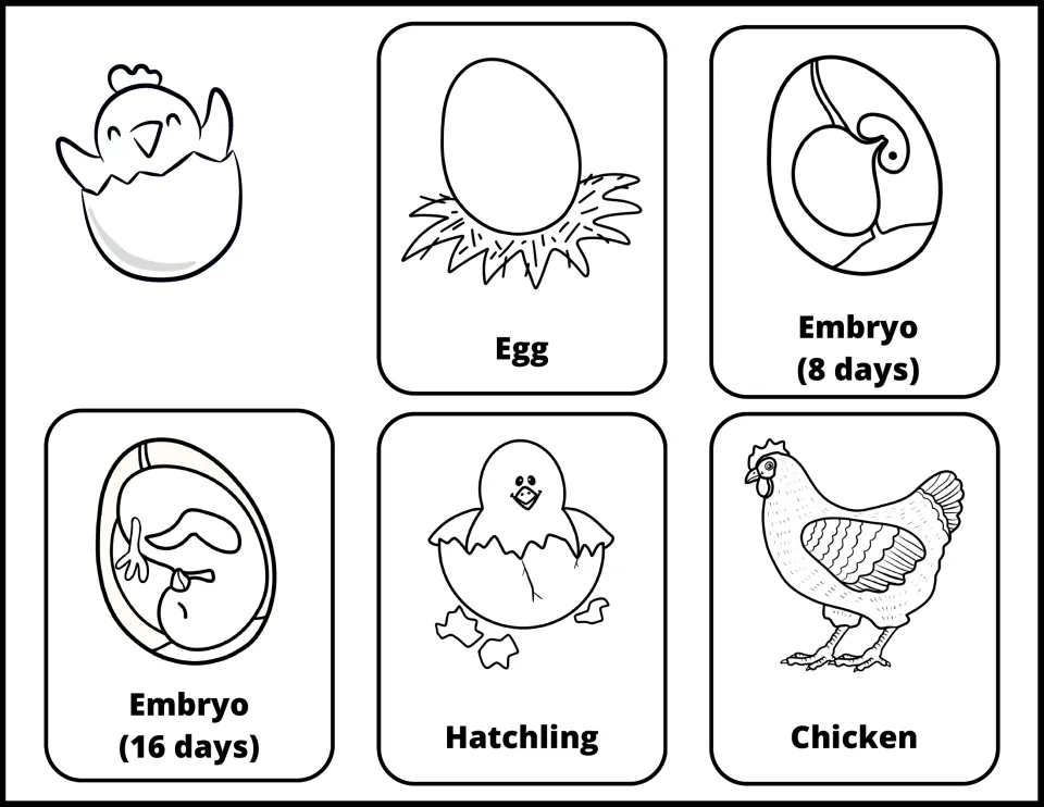 Five black-and-white chicken life cycle flashcards: egg, embryos at 8 and 16 days, hatchling, and chicken