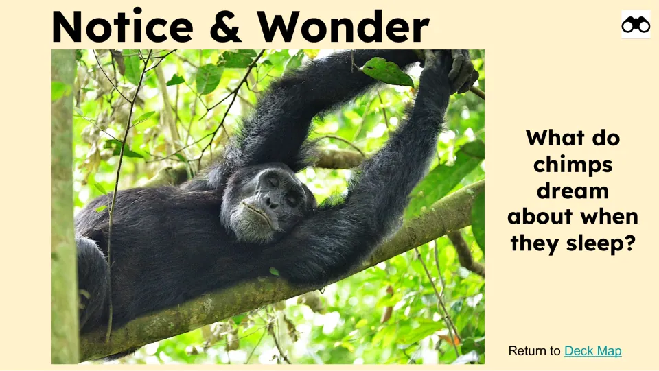 Notice & Wonder prompt asks what chimps dream about when they sleep, beside a chimp resting in a tree.