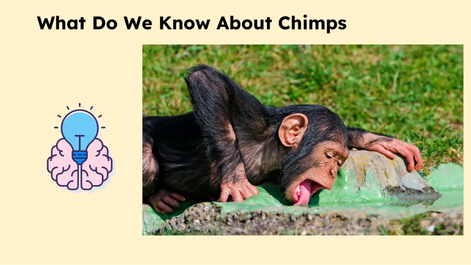 Prior knowledge picture prompt titled “What Do We Know About Chimps” shows a young chimp drinking water.