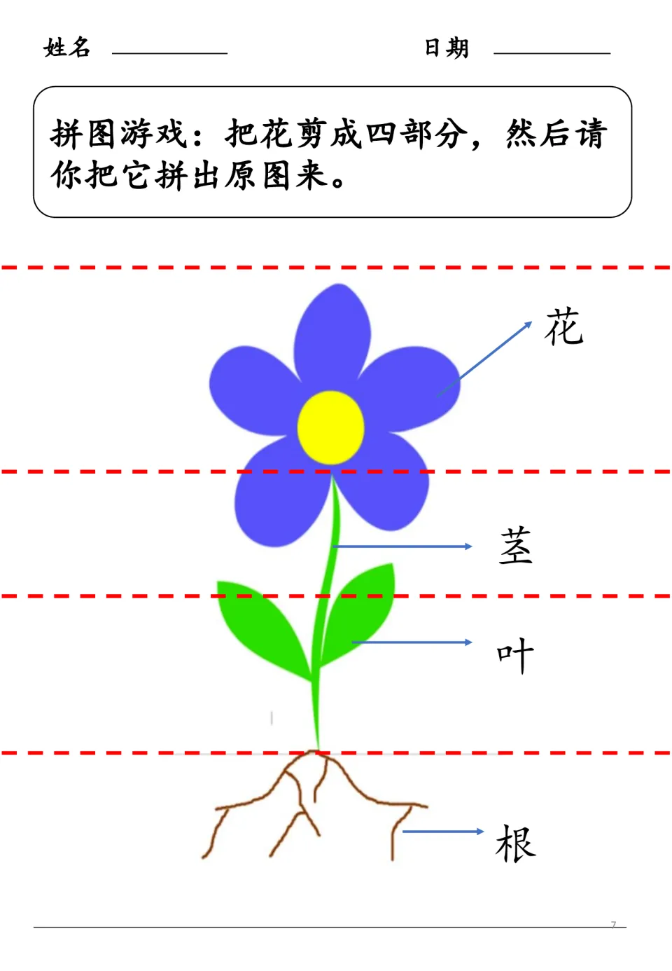 Chinese plant puzzle asks students to cut the labeled flower diagram into four pieces and put it back together